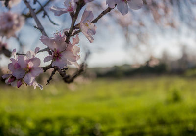Close-up of pink flowers on branch