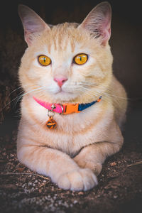 Close-up portrait of cat sitting on floor