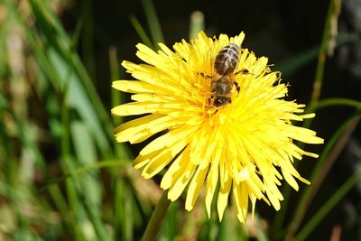 Close-up of insect on yellow flower