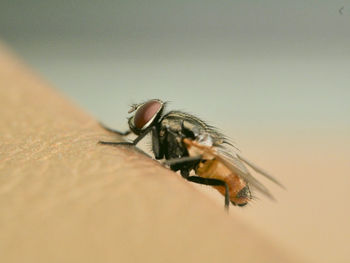 Close-up of fly