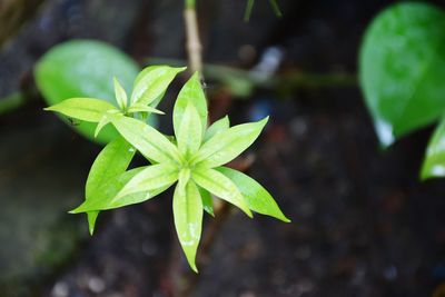 Close-up of green leaves