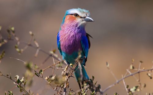 Close-up of lilac-breasted roller perching on plant