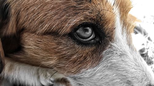 Close-up portrait of dog