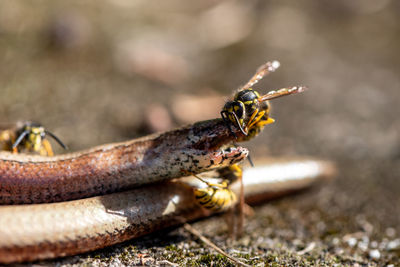 Close-up of insect