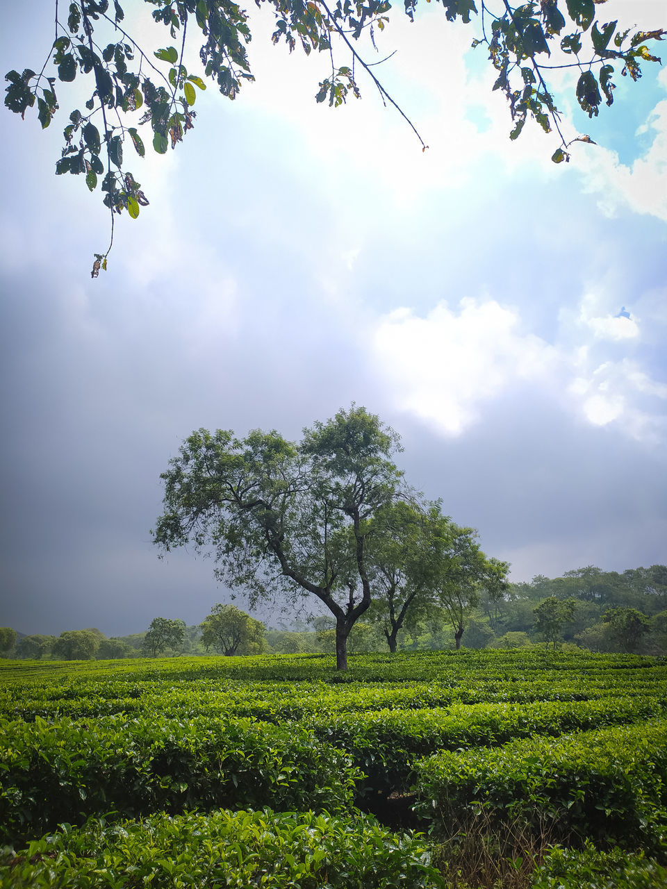 SCENIC VIEW OF VINEYARD AGAINST SKY