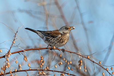 Close-up of bird perching on branch