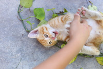 High angle view of cat on hand