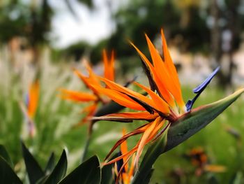 Close-up of orange flower blooming outdoors