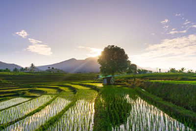 Beautiful morning view indonesia panorama landscape  with beauty color and sky natural light