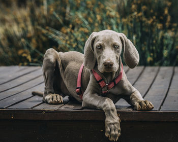 Portrait of dog relaxing on boardwalk