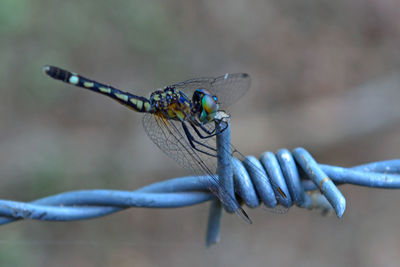 Close-up of dragonfly on plant