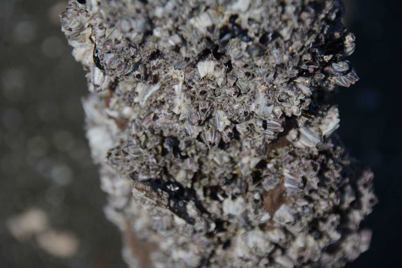 CLOSE-UP OF LICHEN ON ROCKS