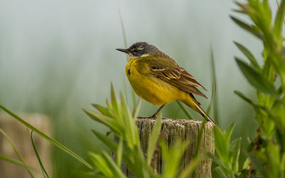 Close-up of bird perching on plant