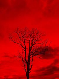 Low angle view of silhouette bare tree against orange sky