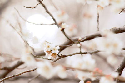 Close-up of apple blossoms in spring