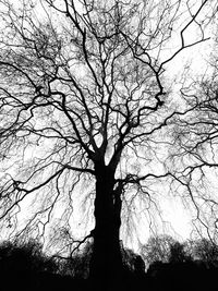 Low angle view of silhouette bare tree against sky