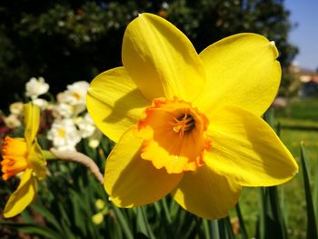 Close-up of yellow flower blooming outdoors