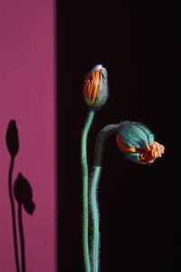 Close-up of an insect on flower against black background