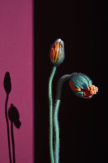 Poppy buds, studio shot