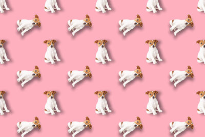 Seamless pattern with jack russell terrier dog on pink background