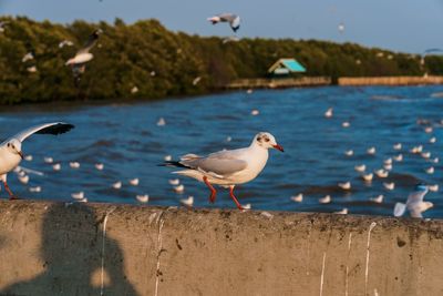 Seagull perching on a beach