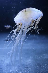 Close-up of jellyfish