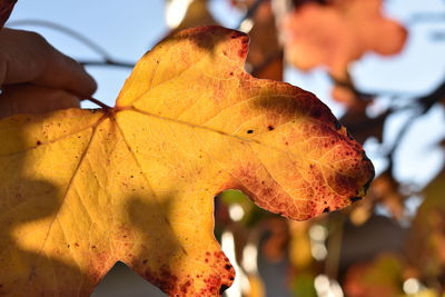 Close-up of orange maple leaves