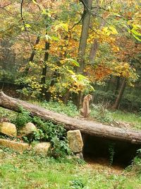 Trees in forest