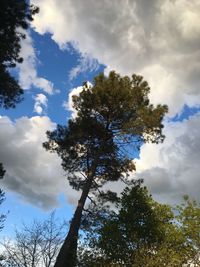 Low angle view of trees against sky