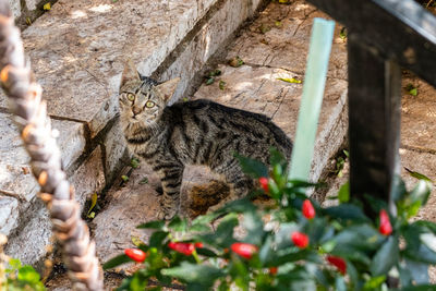 Portrait of a cat relaxing on a staircase.