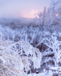 Close-up of snow covered plant against sky during sunset