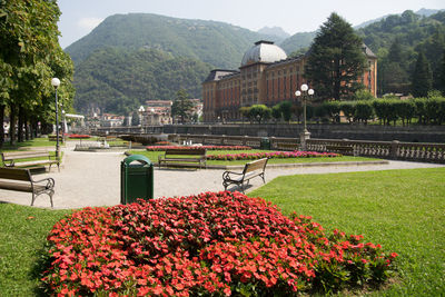 Red flowering plants by buildings in city