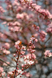 Close-up of pink cherry blossom