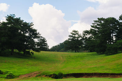 Trees on field against sky