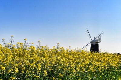 Windmill in suffolk in a field of  yellow