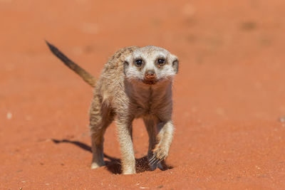 Close-up of meerkat on sand