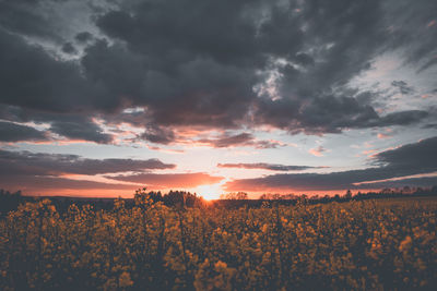 Scenic view of field against sky during sunset