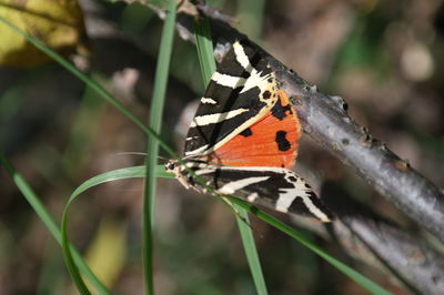 Close-up of butterfly perching on leaf