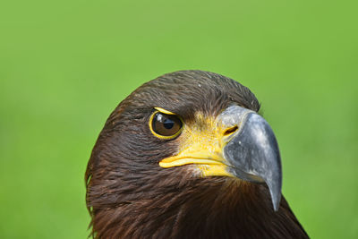 Close-up of bird looking away outdoors