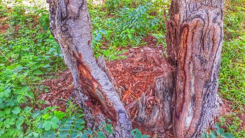 Trees in forest
