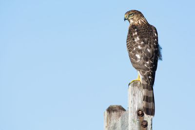 Low angle view of owl perching against clear sky