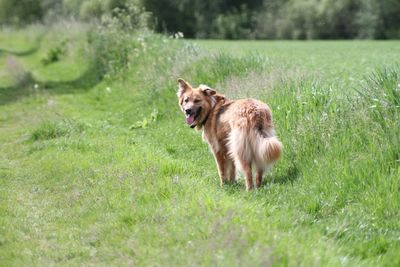 Dog running on grass