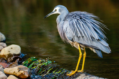High angle view of gray heron perching on rock in lake