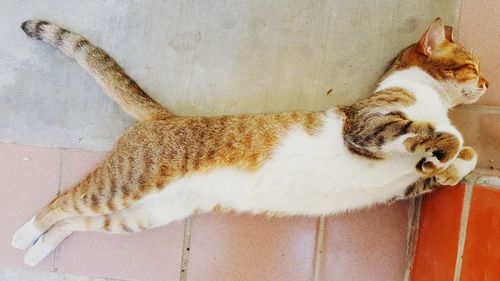 Cat lying on floor