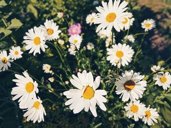 Close-up of white daisy flowers