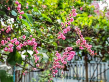 Close-up of pink flowers on tree