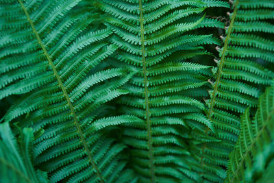 Natural green background of natural fern in sunlight. beautiful ferns create green foliage. 