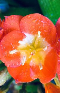 Close-up of water drops on red rose