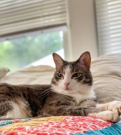 Portrait of cat relaxing on bed at home