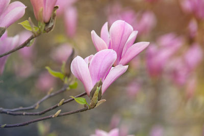 Close-up of pink flowers blooming outdoors